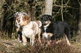 BERGER AUSTRALIEN PUPPIES 608
